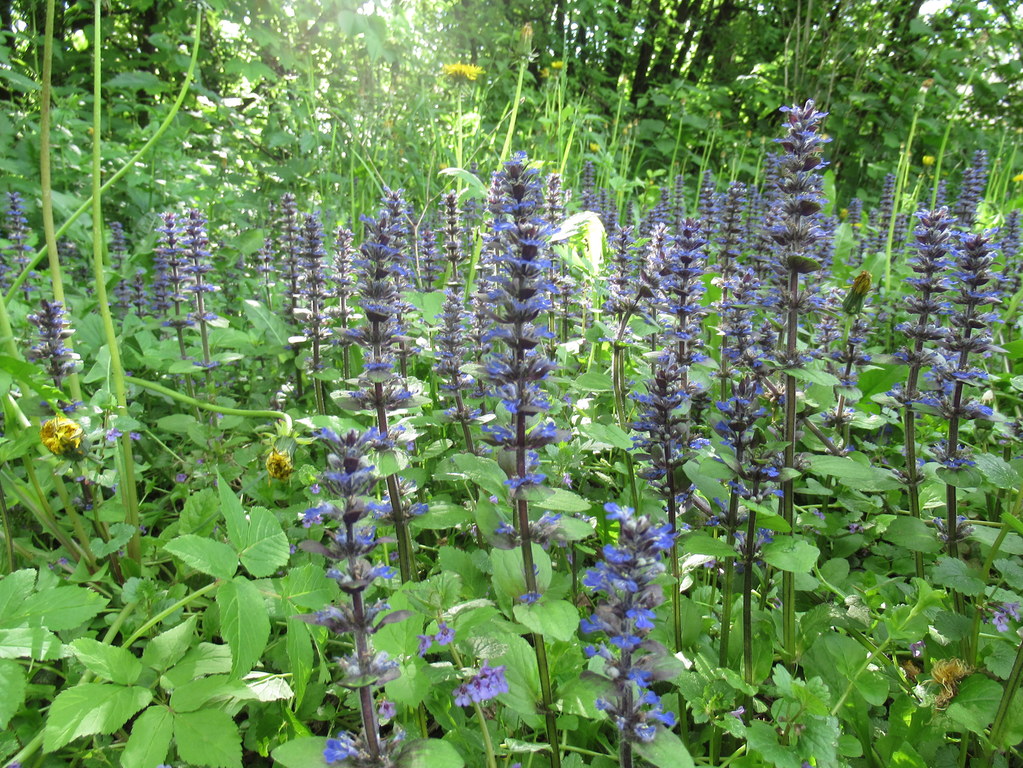 живучка ползучая