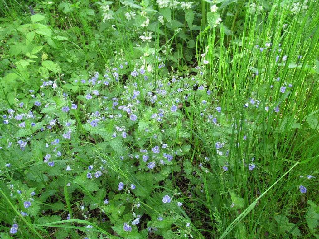 в  травке лесной