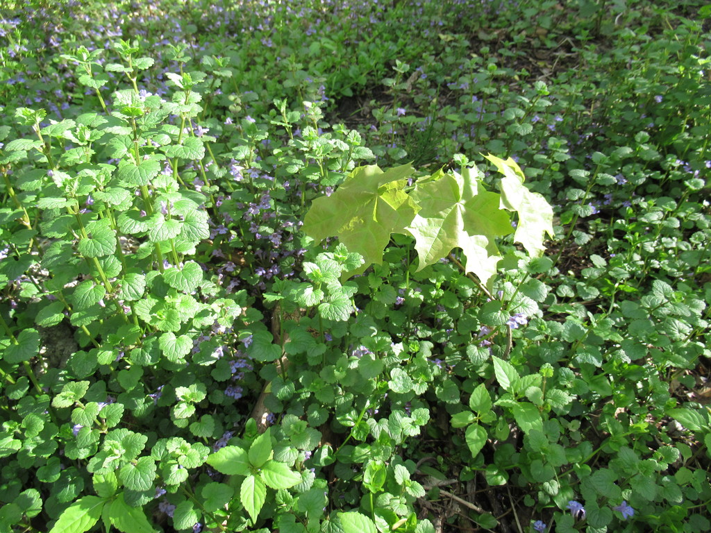 клён малыш в зарослях будры