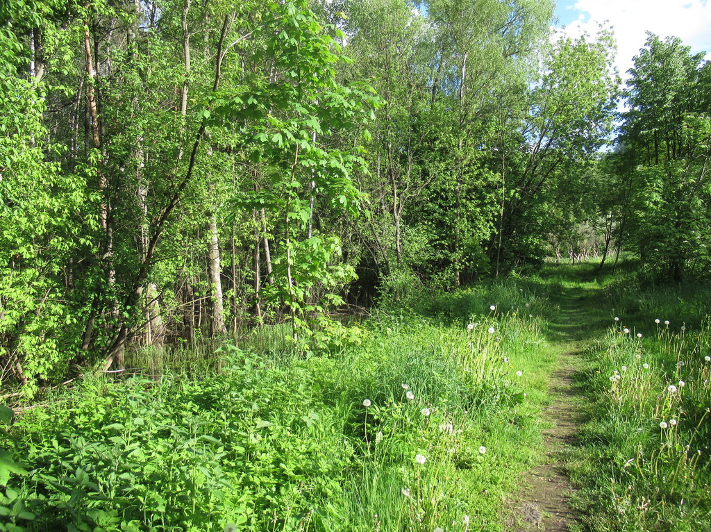 по тропе лесной