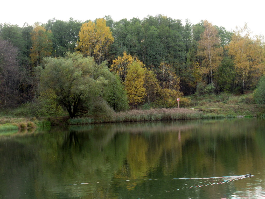 на пруду - октябрь