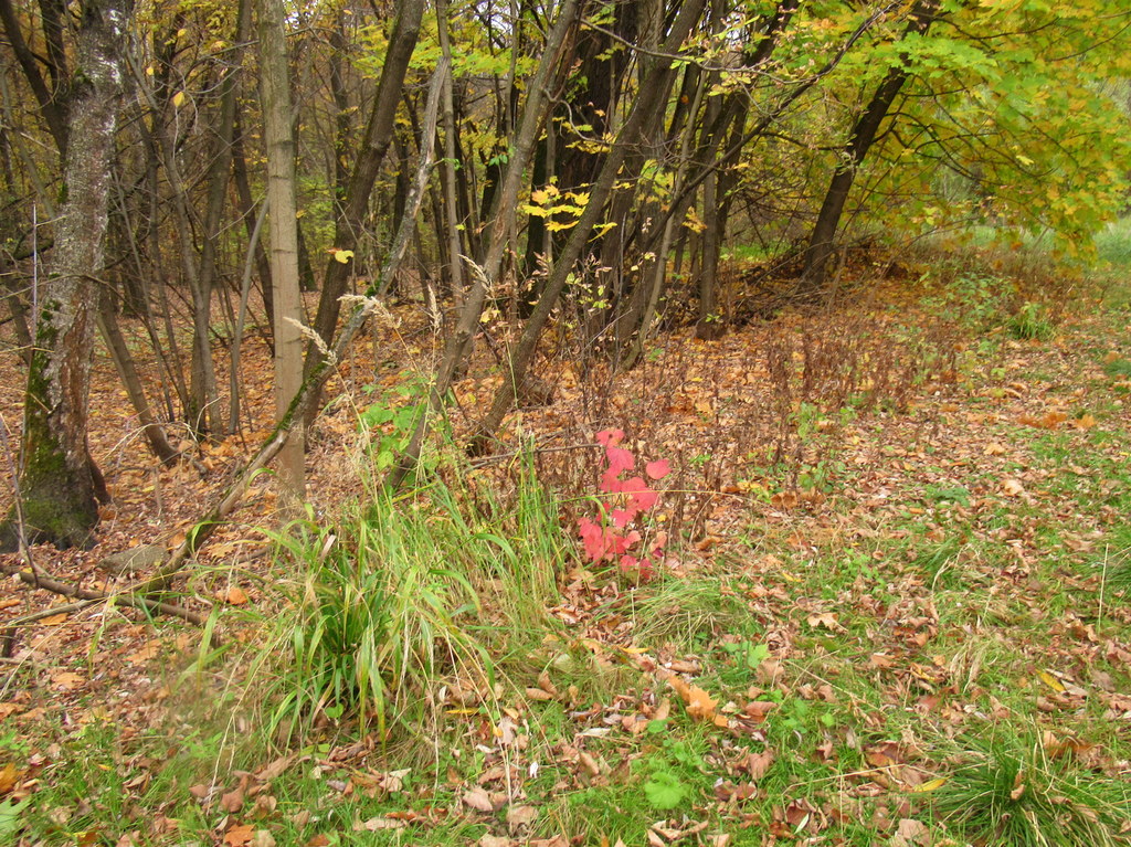 по дорогам осени