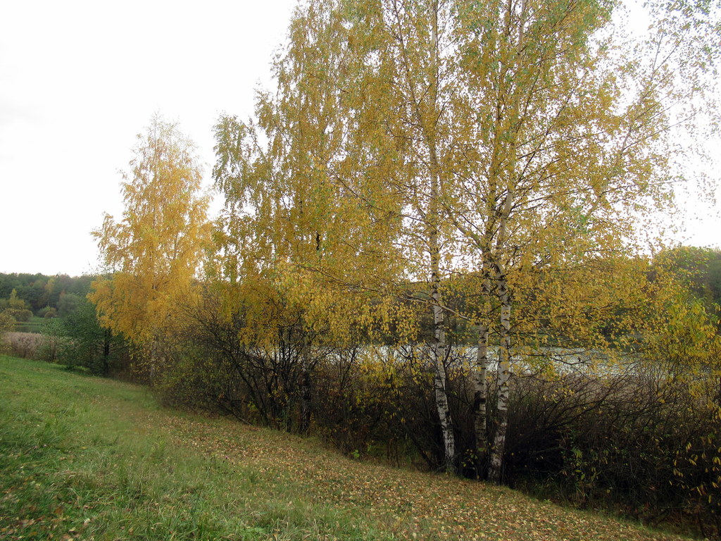 золото берез