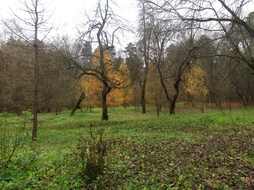 пейзаж с рыжими лиственницами