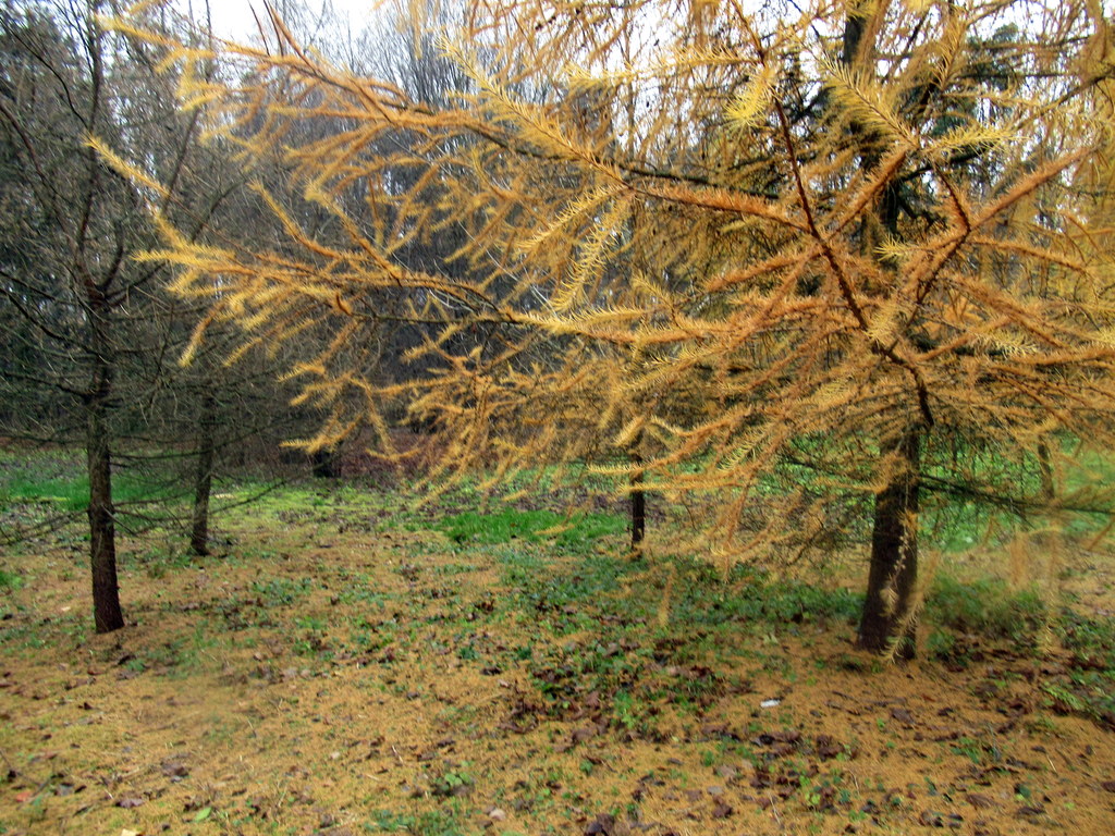 рыжими иголками устлан косогор) 