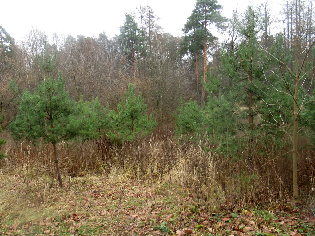 зеленый ноябрь