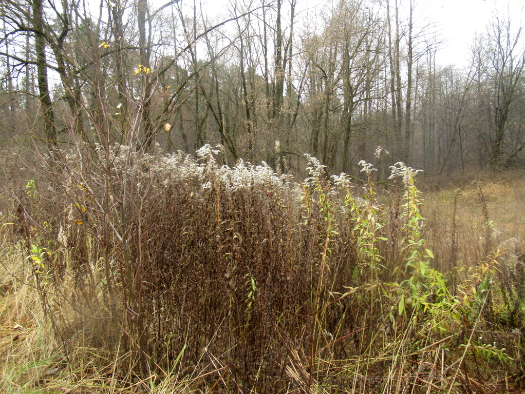 ноябрьские пейзжи