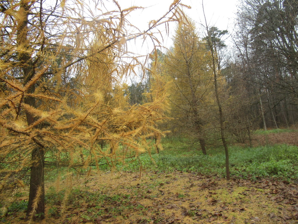 ноябрьские пейзажи