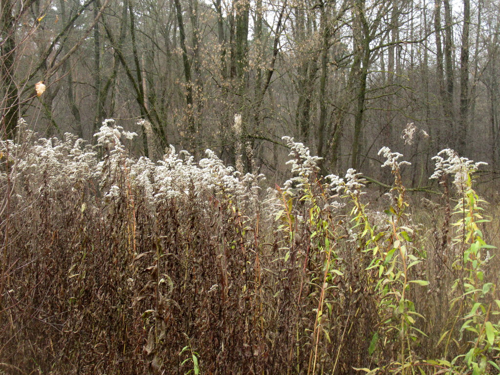 золотарник засеребрился