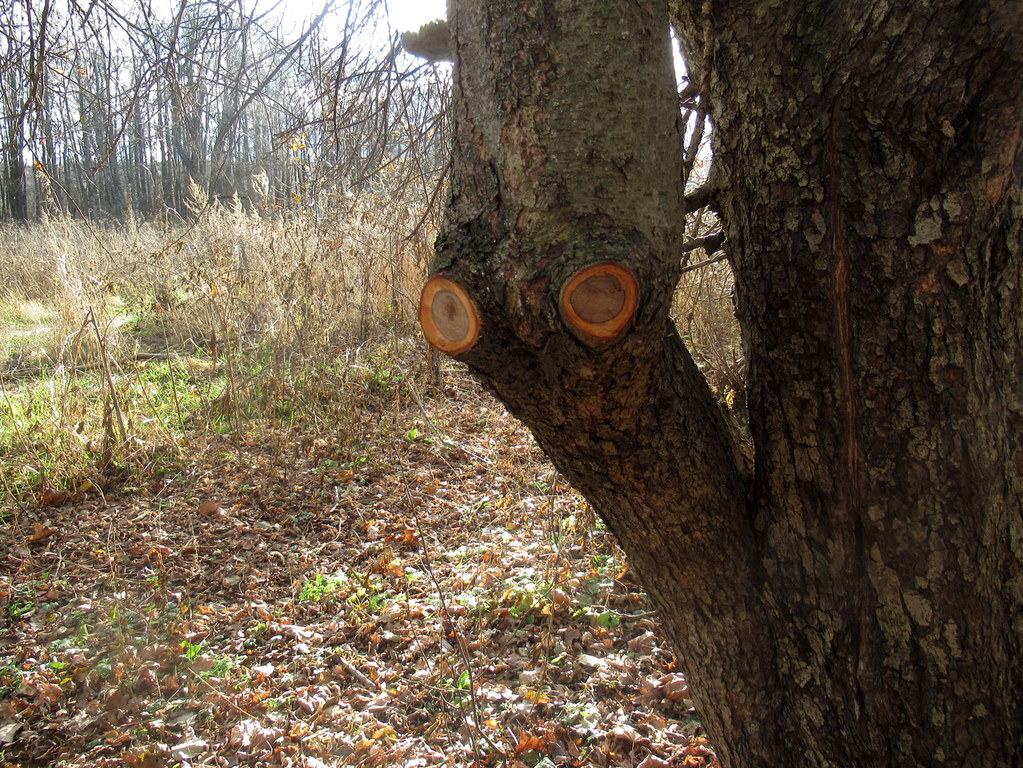 глазастик - марсианин)