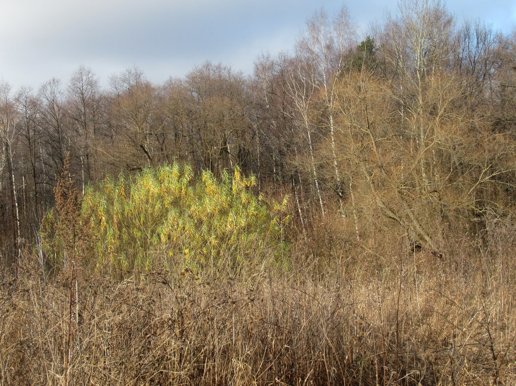 ива в пейзаже