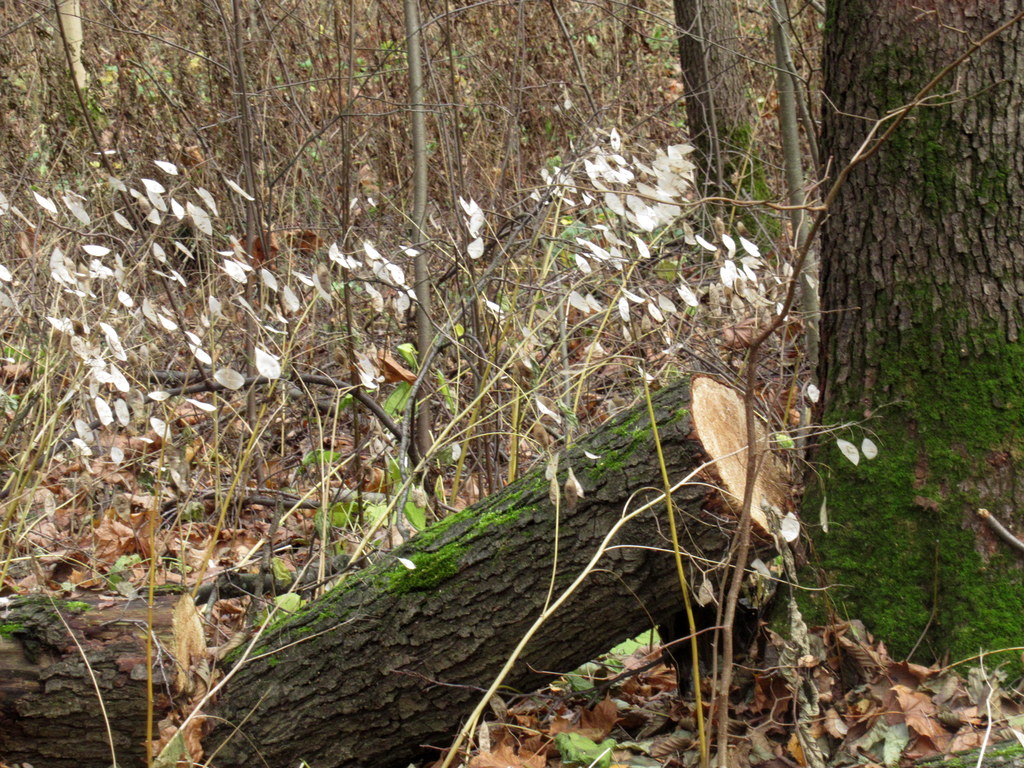 серебрится лунник