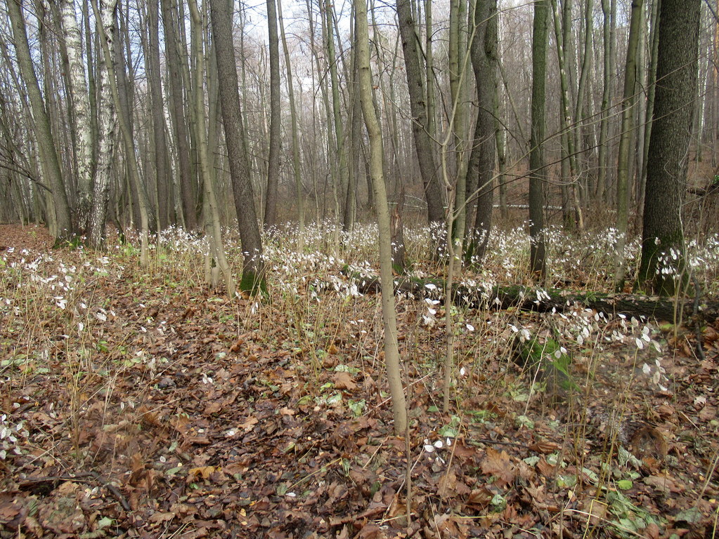 ПОДСНЕЖНИКИ) ноября