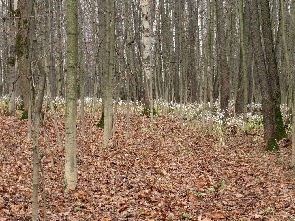 лунные) поляны