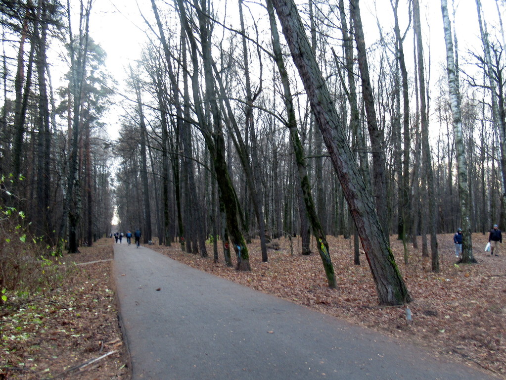 стал прозрачным лес... не скрыться