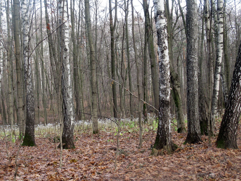 лунные) поляны