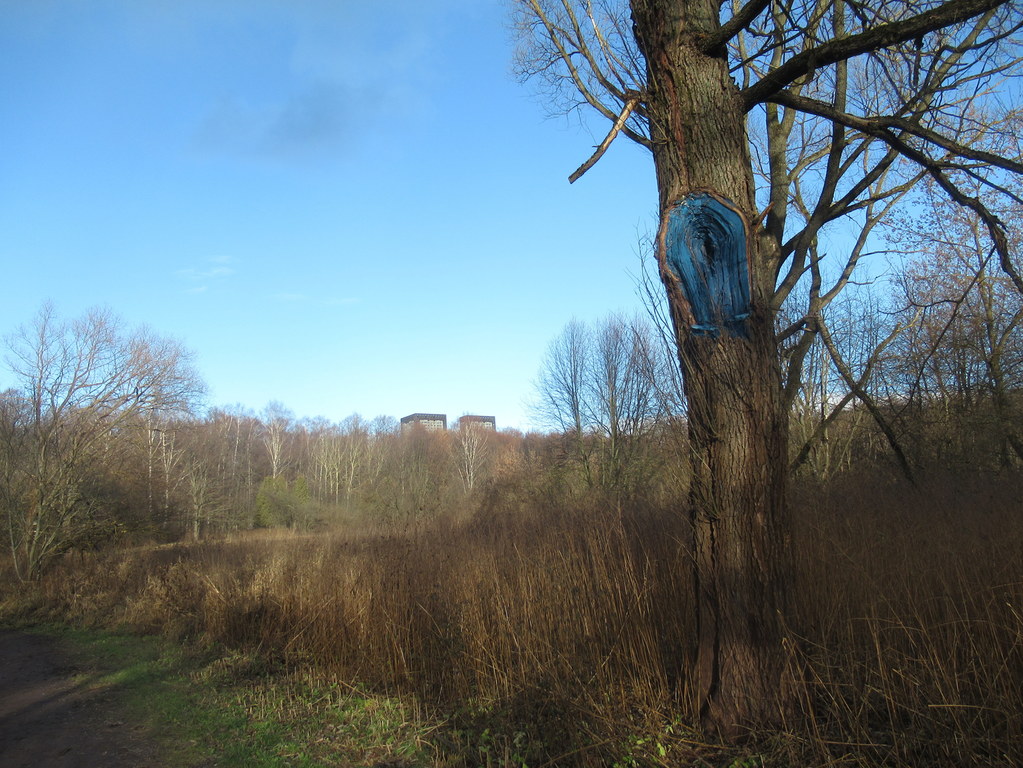 синева ноября