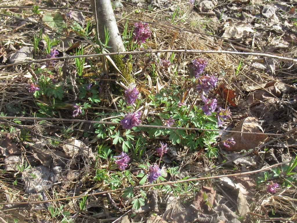 хохлатки у Лебедянского пруда