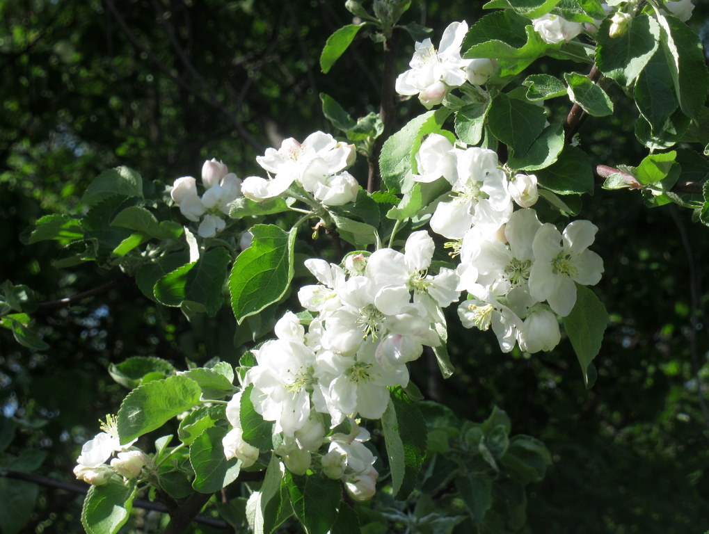 яблоневый цвет