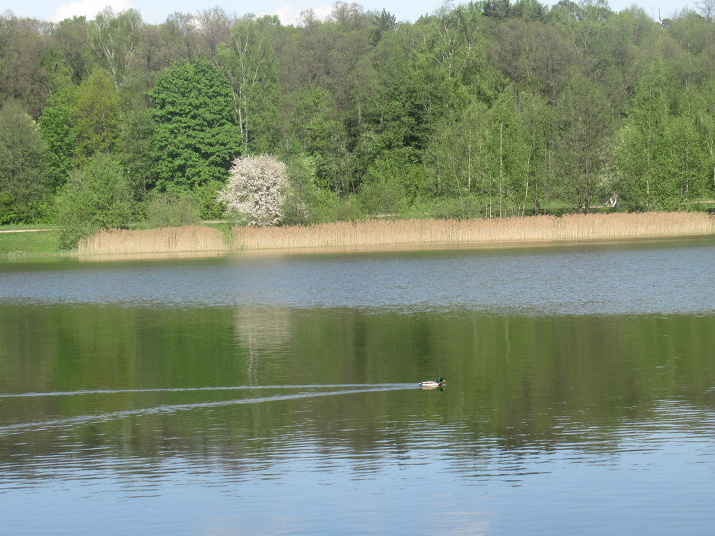 яблонька на том берегу
