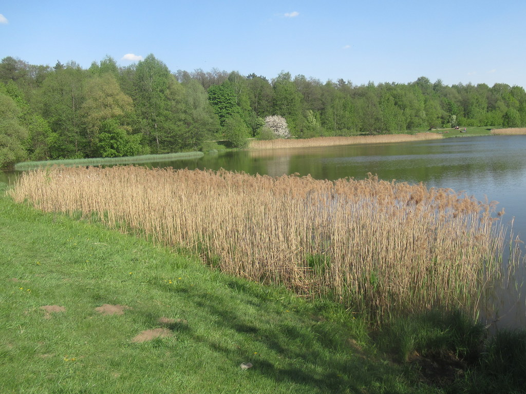 Лебедянский пруд