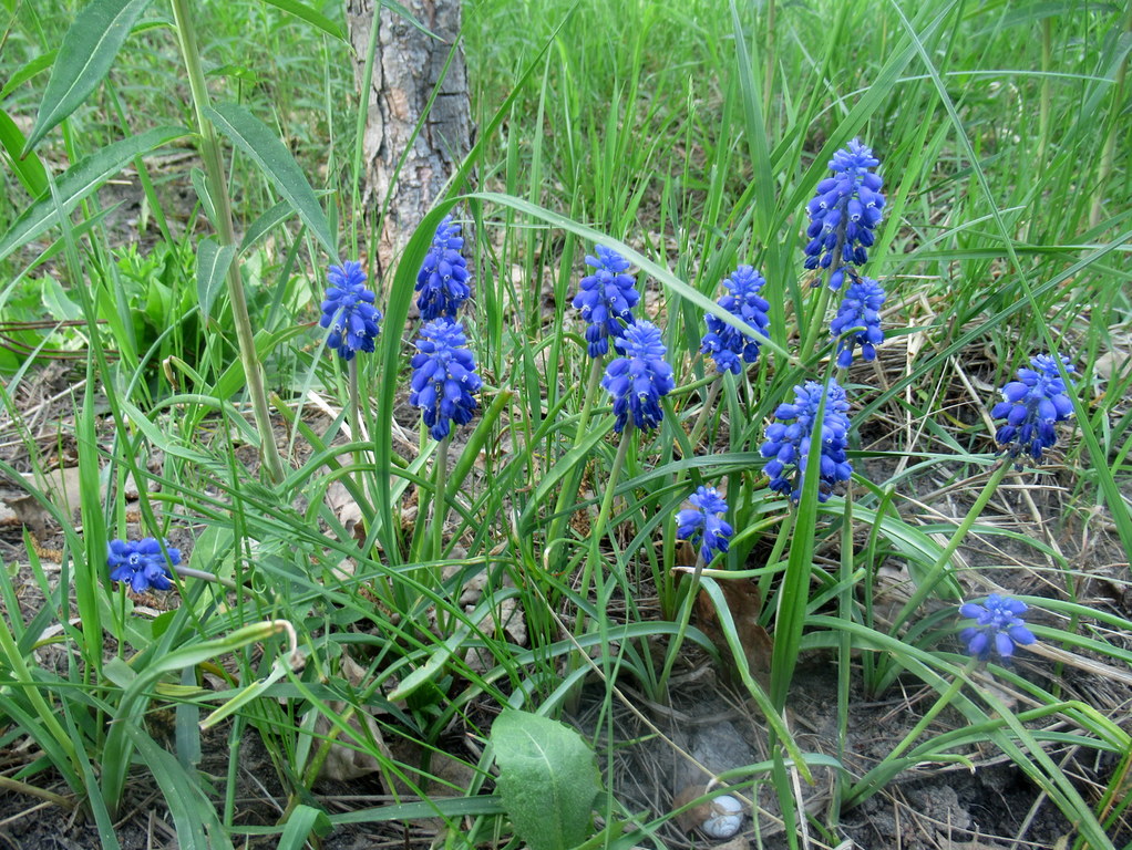 мускари под сосенкой