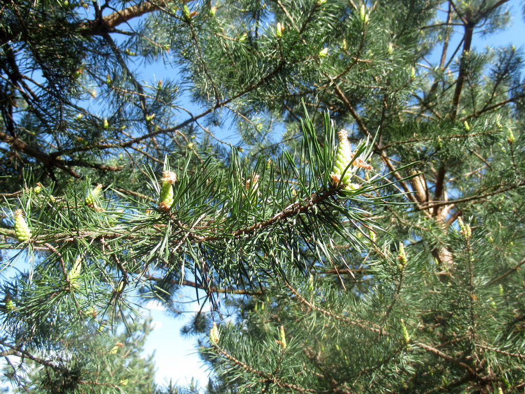 весна у сосенки