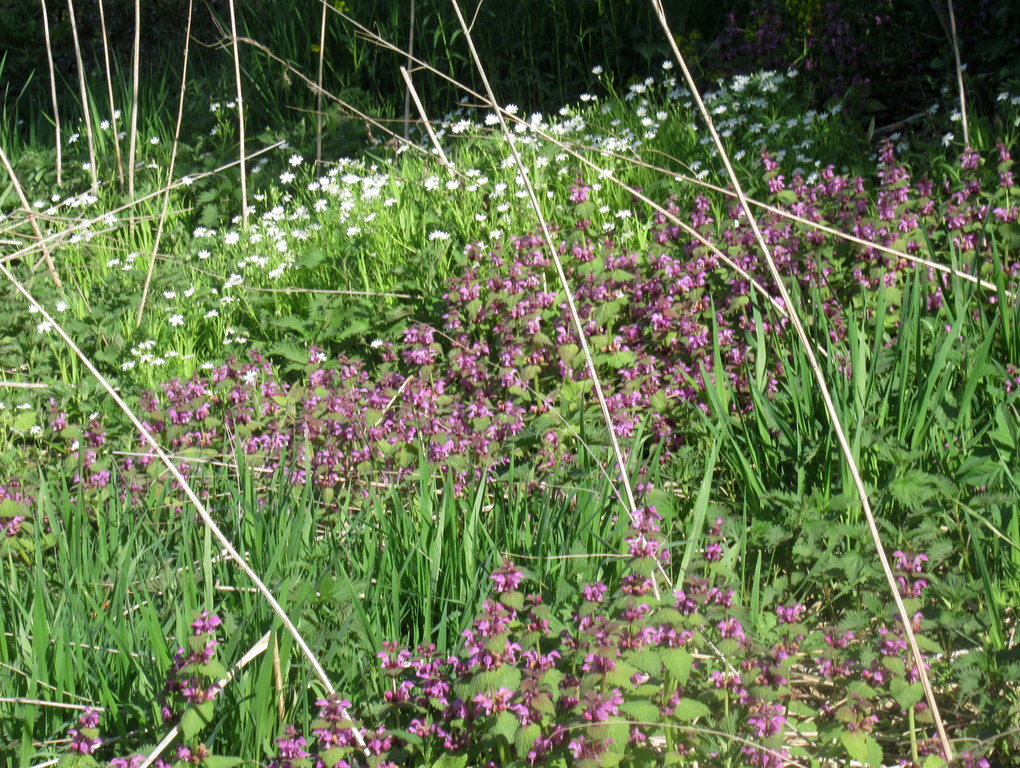 яснотка, звездчатка