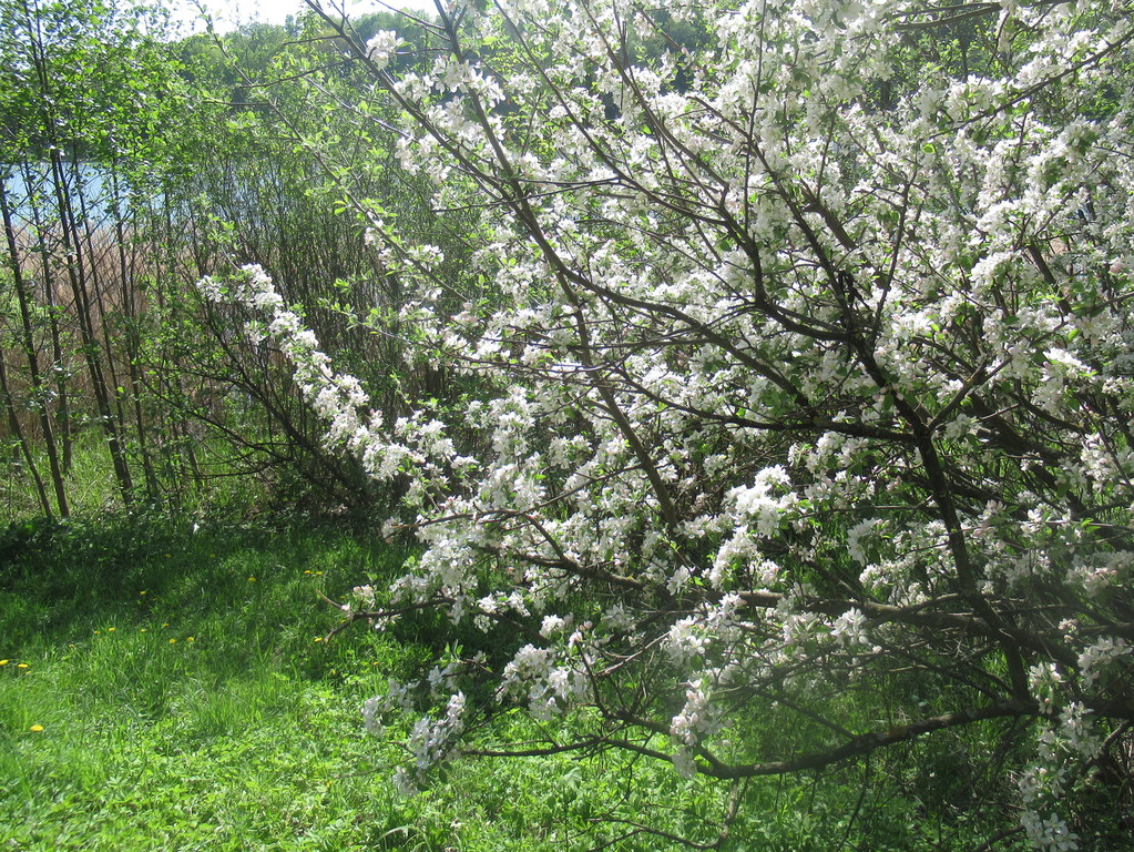 яблонька у пруда