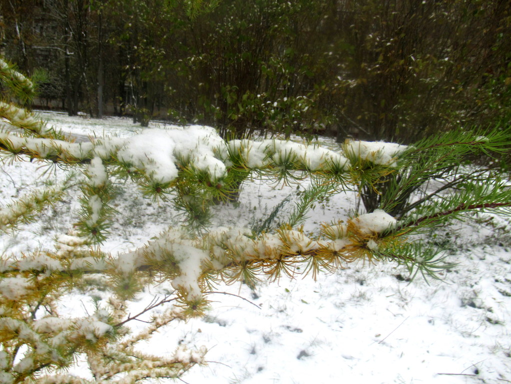 пока пушится лиственница