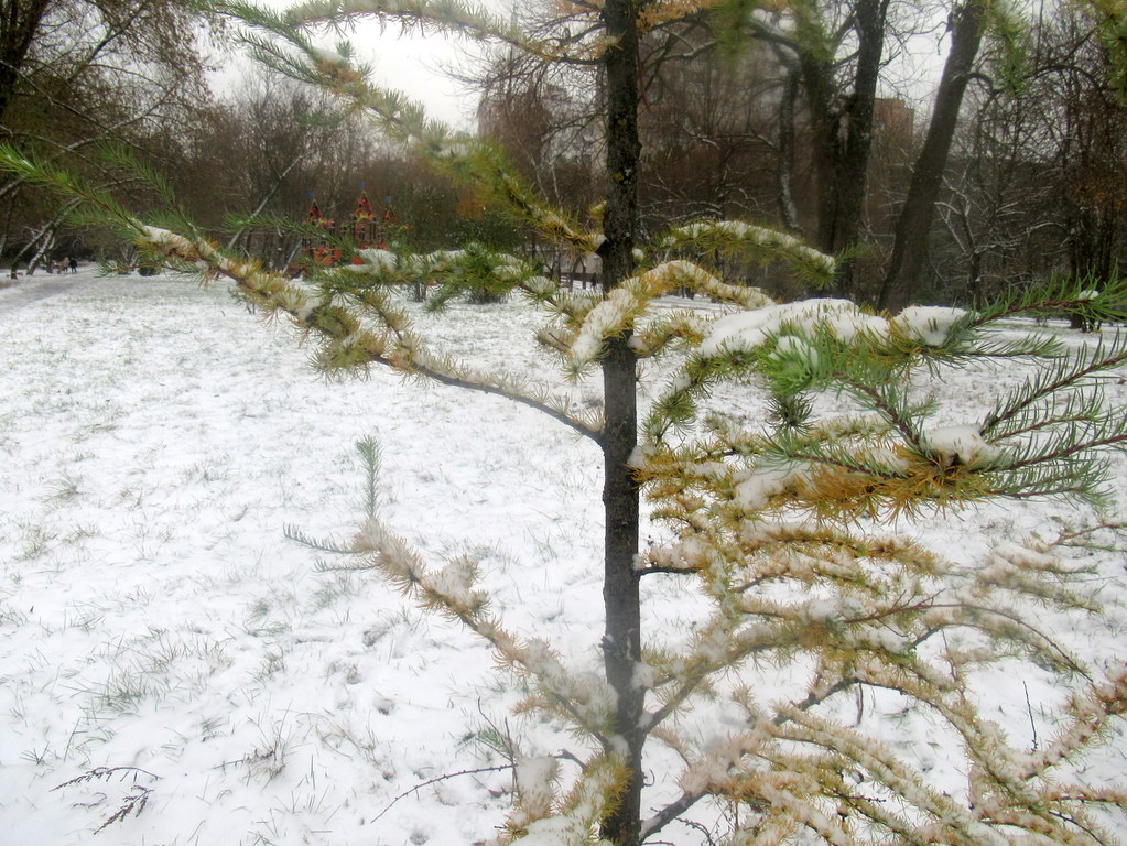 еще с иголочками мягкими...