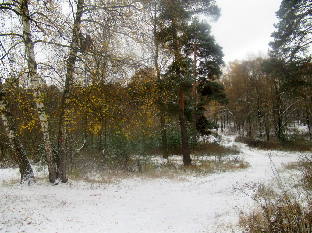 на опушке леса