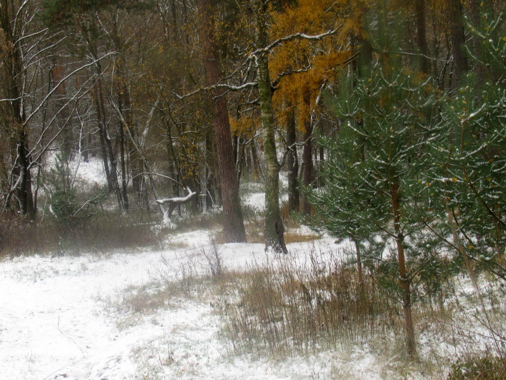  первый снег в лесу