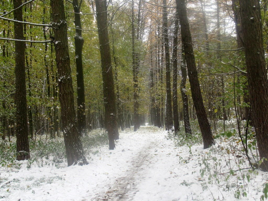 аллея и первый снег