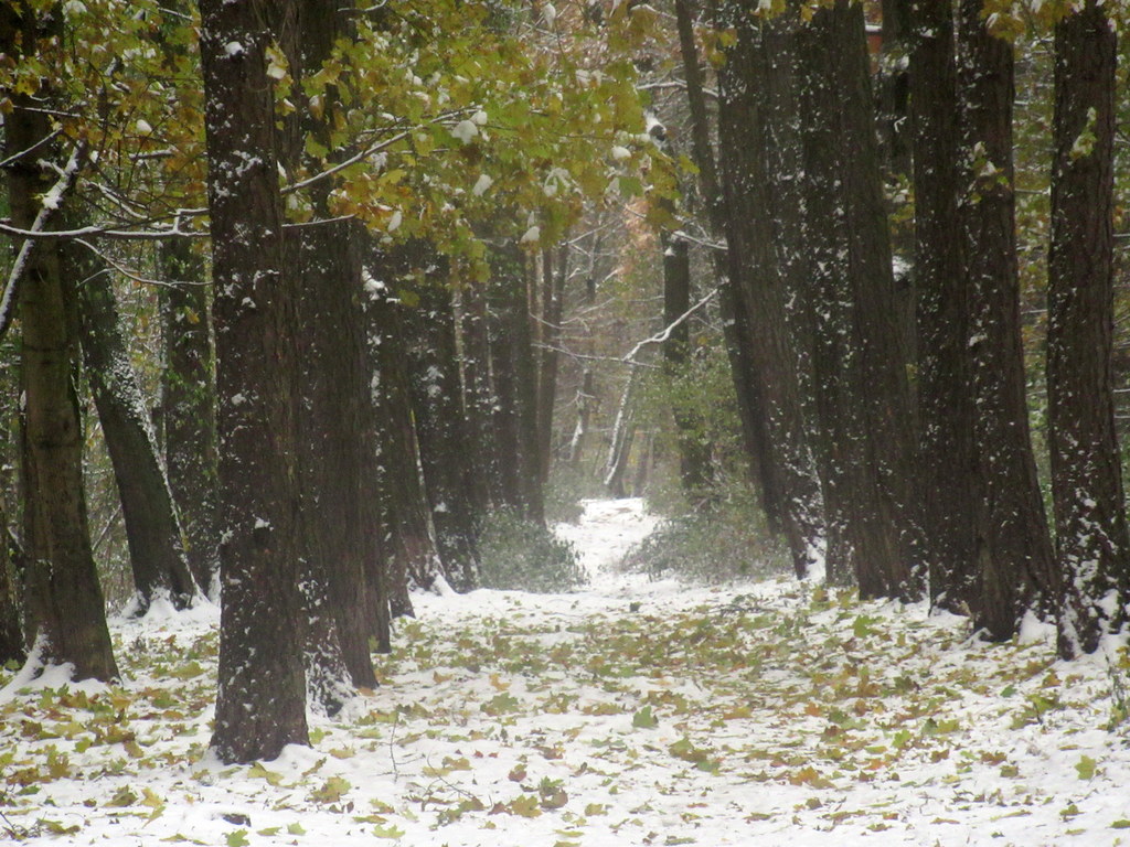 листопад в снегопад