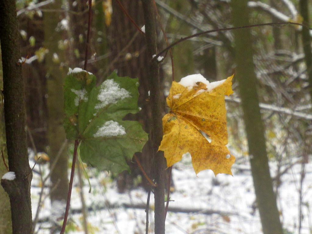две трети светофора)