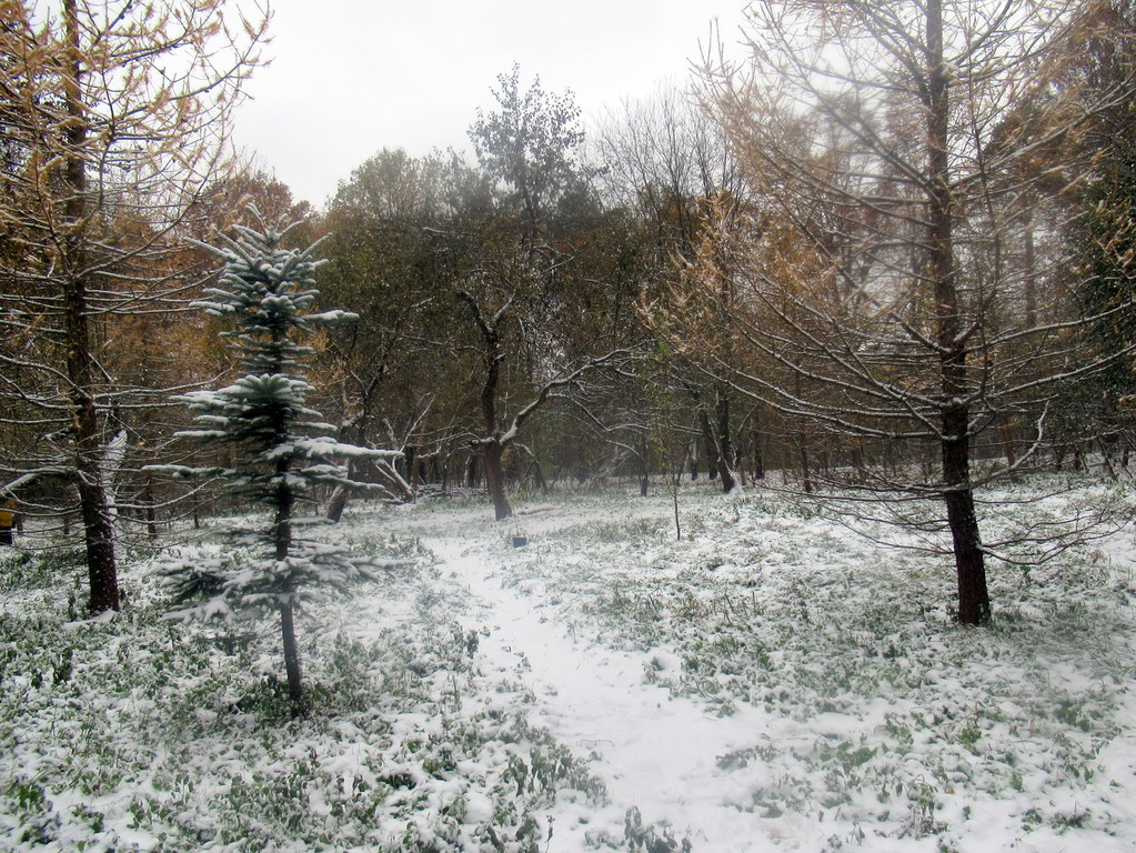 уголок с лиственницами 