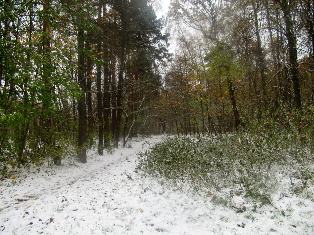 в лесу первый снег