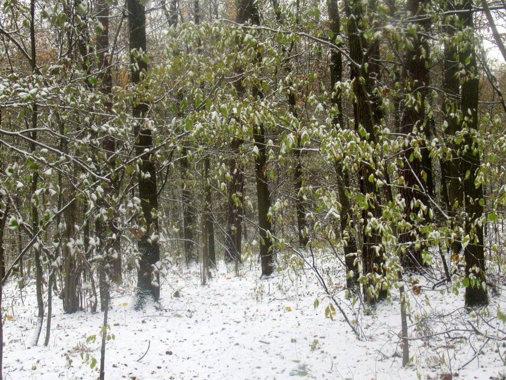 пейзажи октября