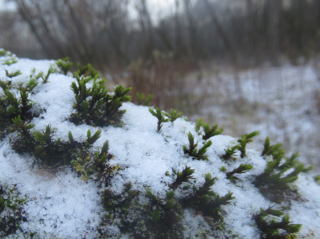макро - мох на стволе