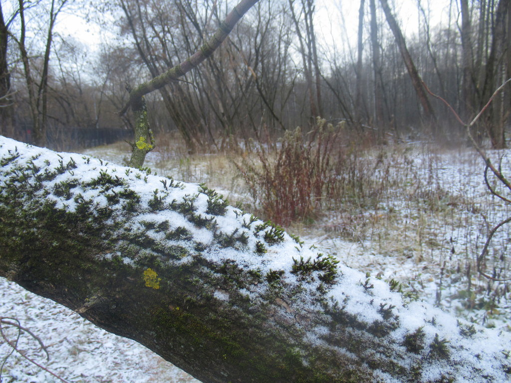 пейзаж ноября