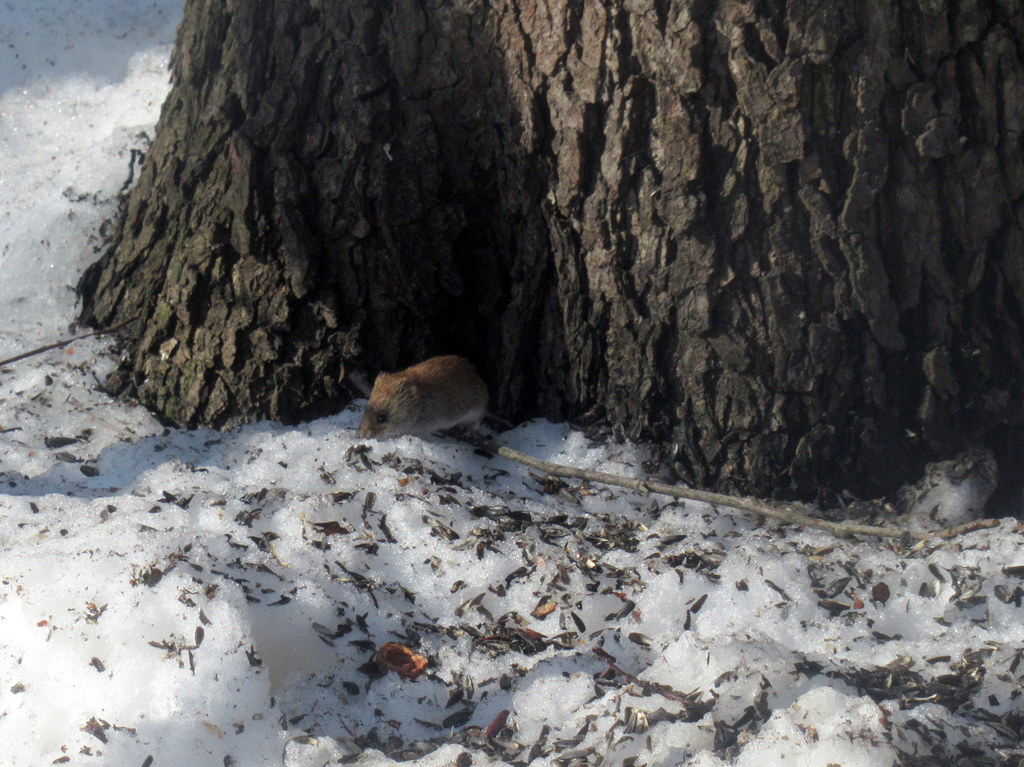 мышь лесная