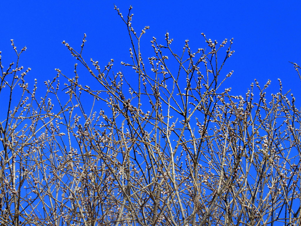 ива, почки набухают
