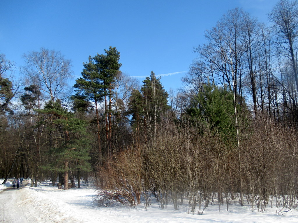 лесопарк Измайловский