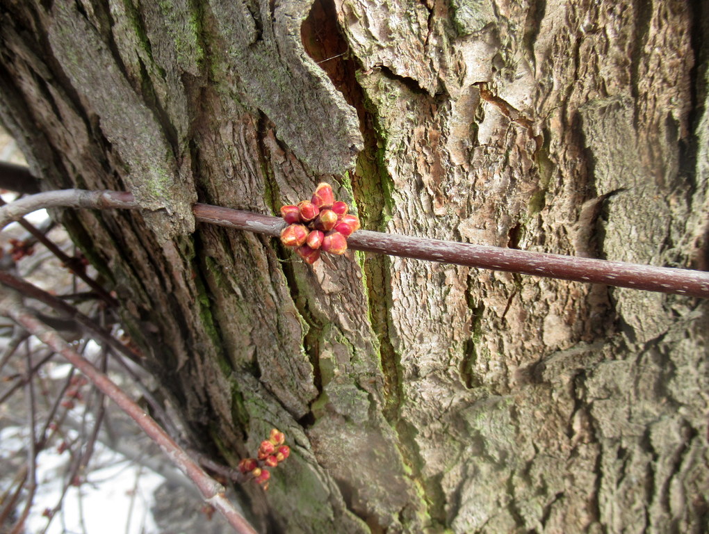 клен серебристый