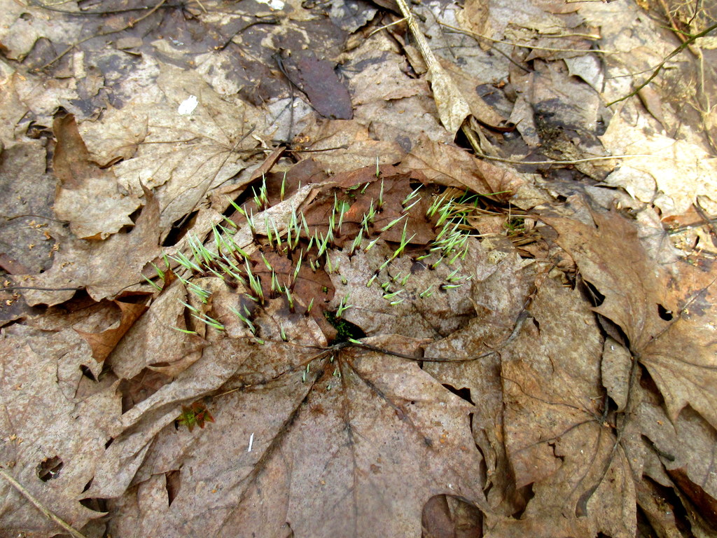 ежик зеленый) 