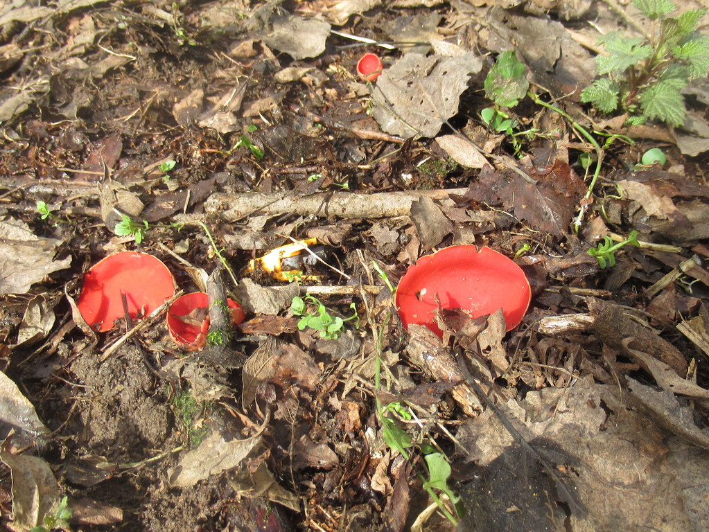 весенние грибы - алые чаши эльфов