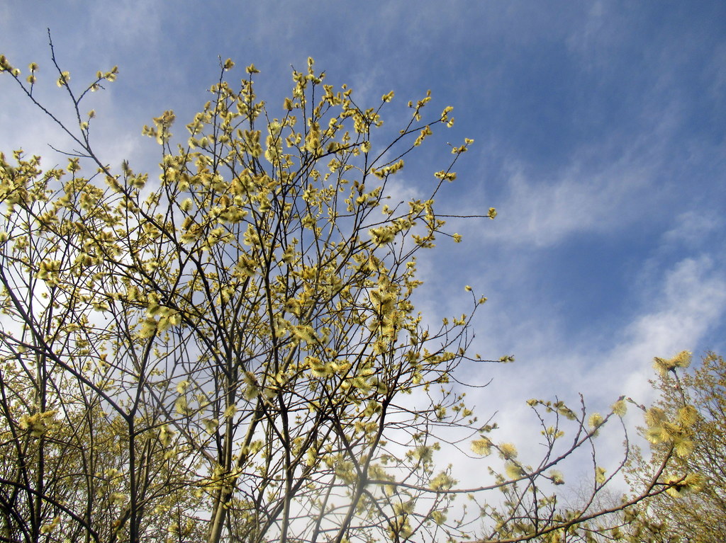 распушились ивы