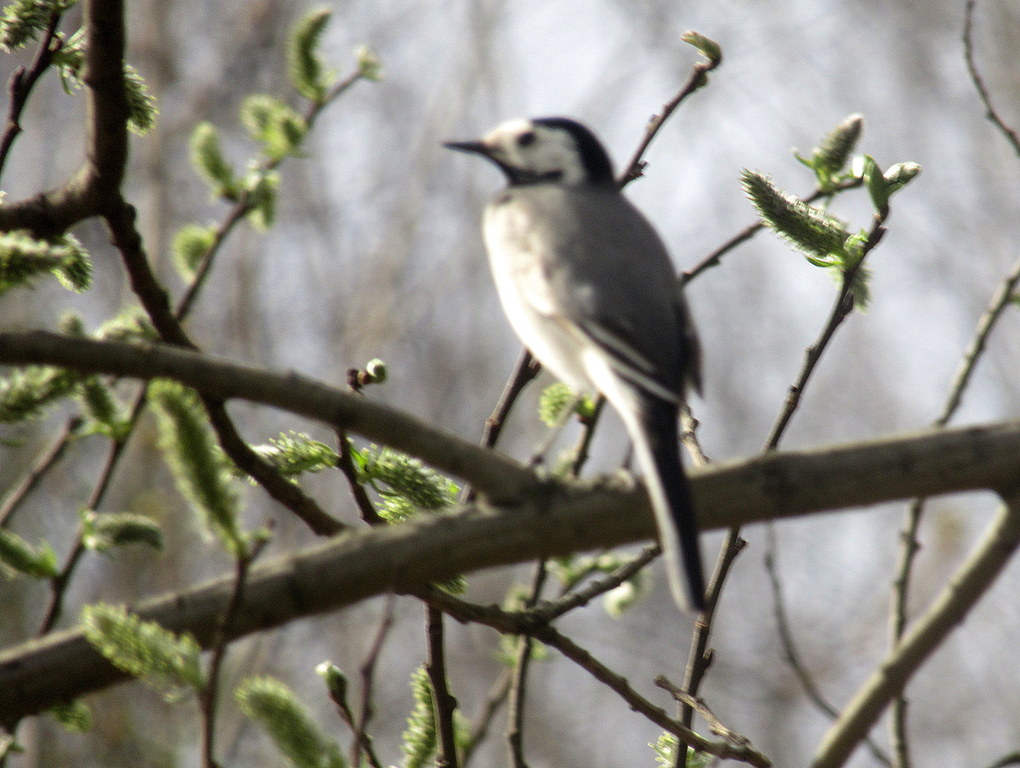трясогузка на иве