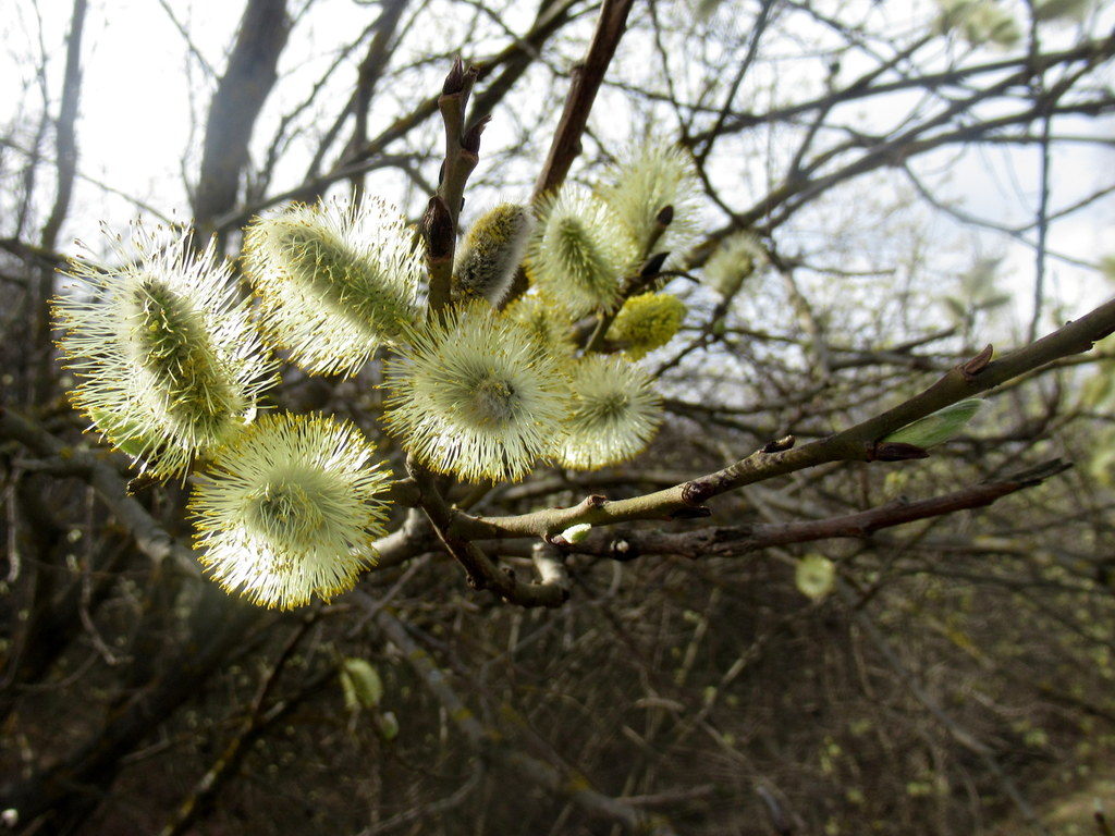 золотые пушистики
